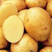 Yukon_Gold_Potato_Seeds